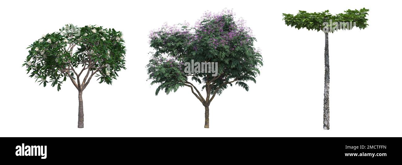 big tree, isolated on white background, 3D illustration, cg render ...