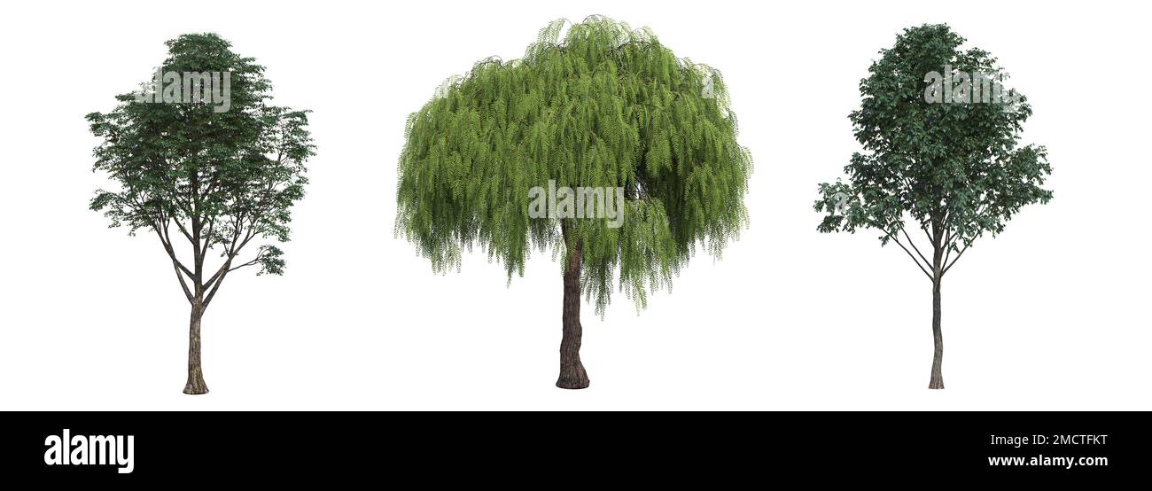 big tree, isolated on white background, 3D illustration, cg render ...