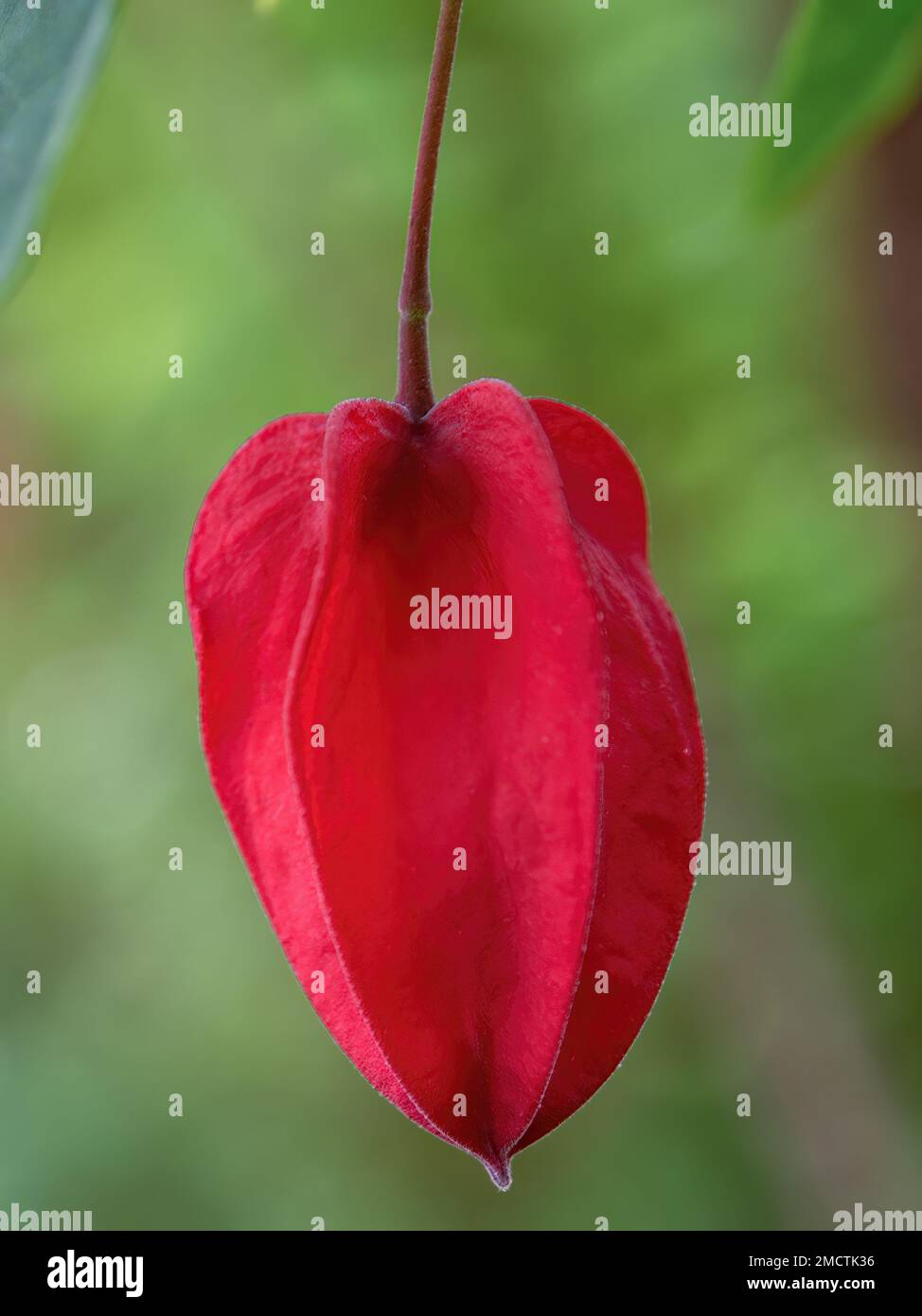 Macro photography of a trailing abutilon bud that resembles a Chinese