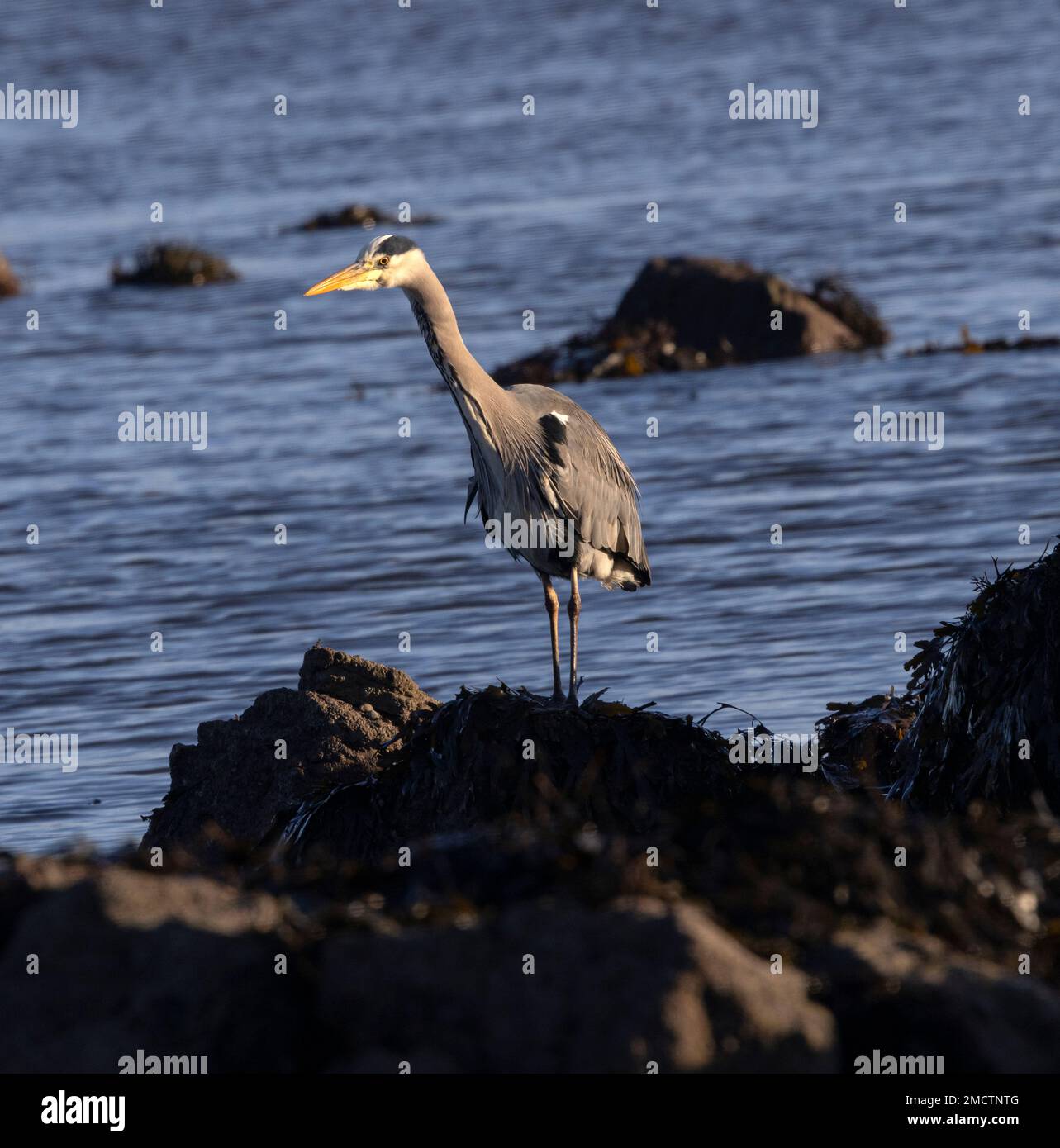 The Grey Heron is equally at home along the coast as with inland freshwater bodies. This one stalks the rock pools at low tide searching for fish. Stock Photo