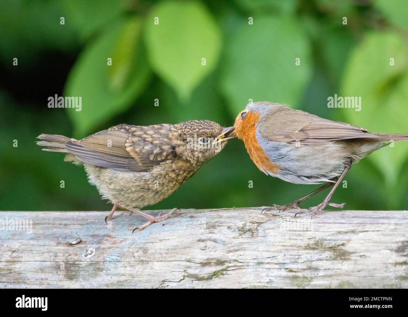 Do Male Robins Feed The Young at Rita Skelley blog