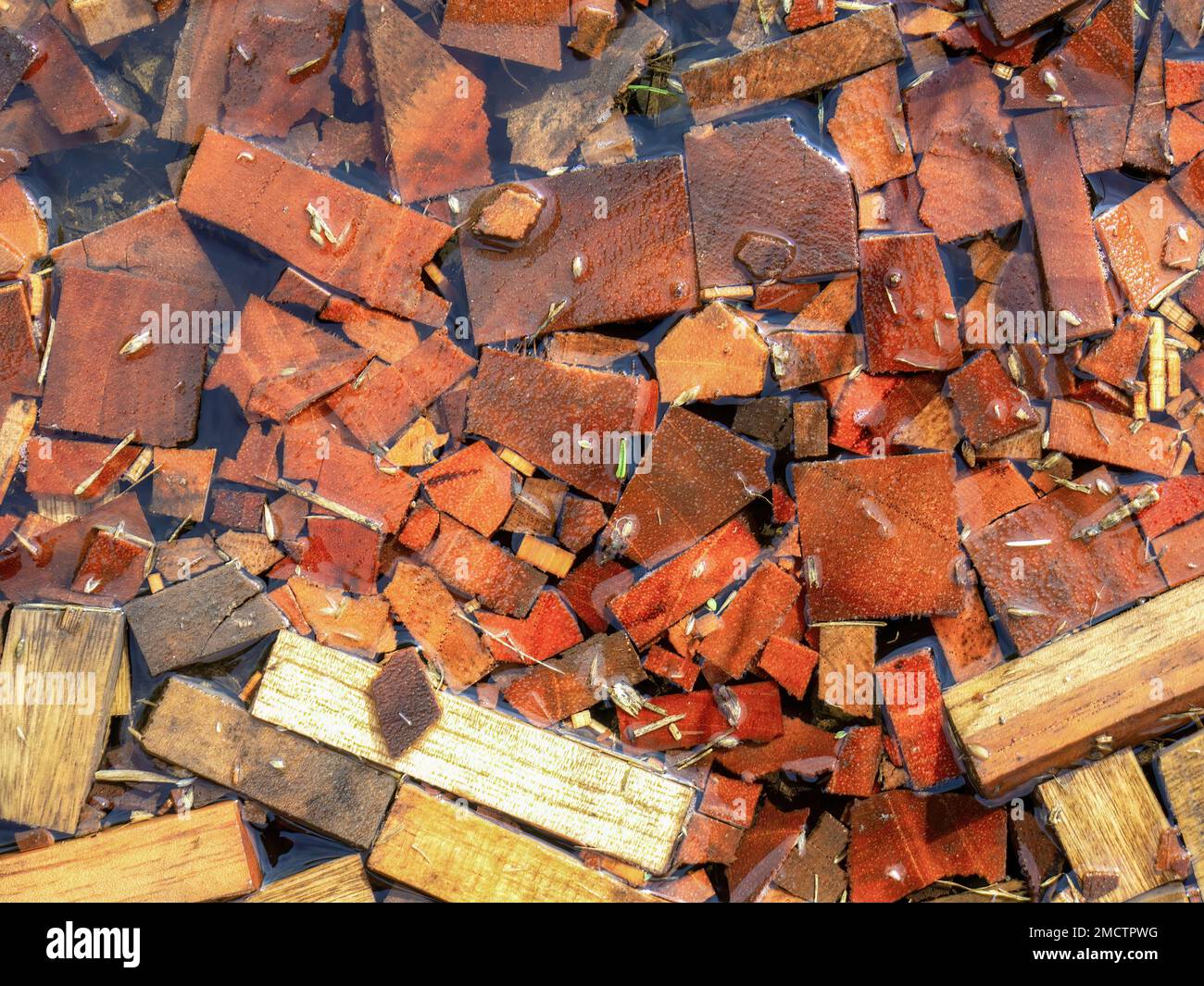 Close-up photography of some chunks of Spanish cedar wood covered in rain water, captured in a farm near the colonial town of Villa de Leyva in centra Stock Photo
