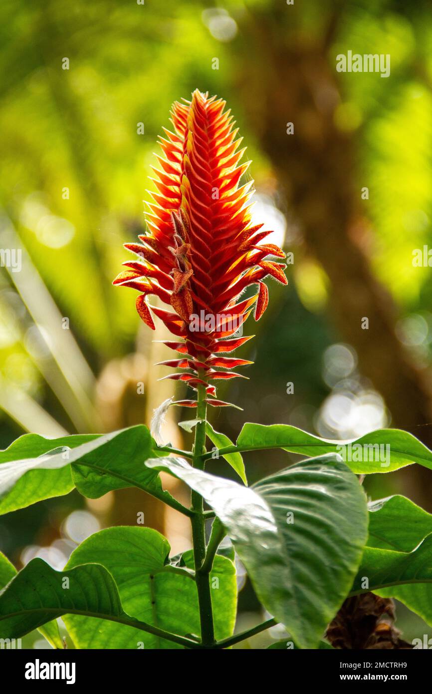 A closeup shot of a single red Aphelandra flower in the blurred background. Stock Photo