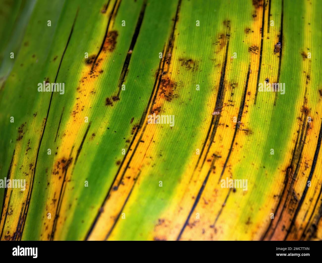 Macro photography of the veins and lines of a dying leaf of plantain as