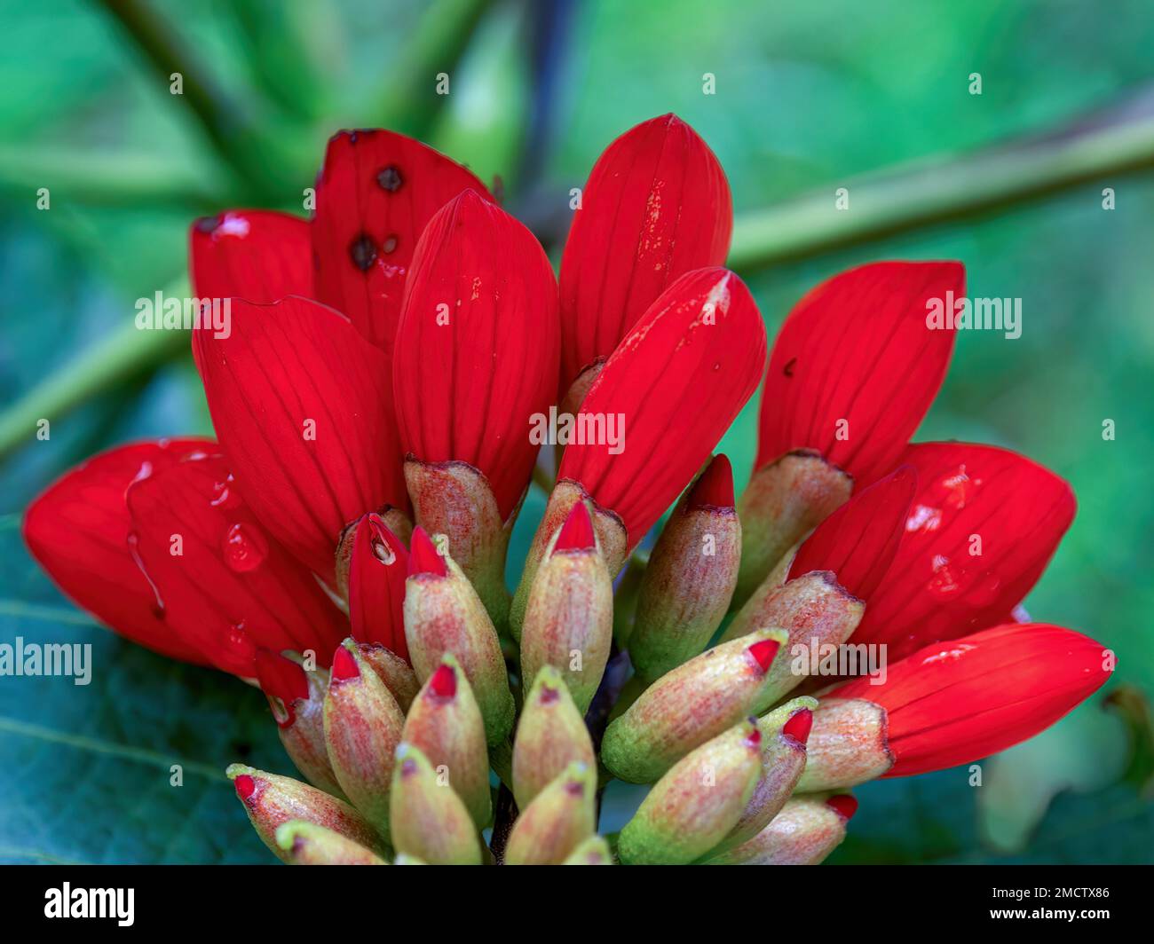Macro photography from the back of the erythrina edulis, basul, flowers. Captured in a farm near the town of Arcabuco in central Colombia. Stock Photo