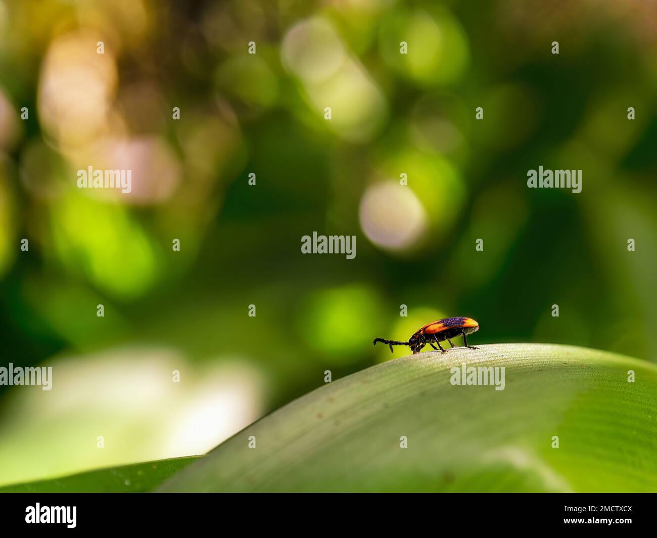 Yellow and black beetle tree hi-res stock photography and images - Alamy