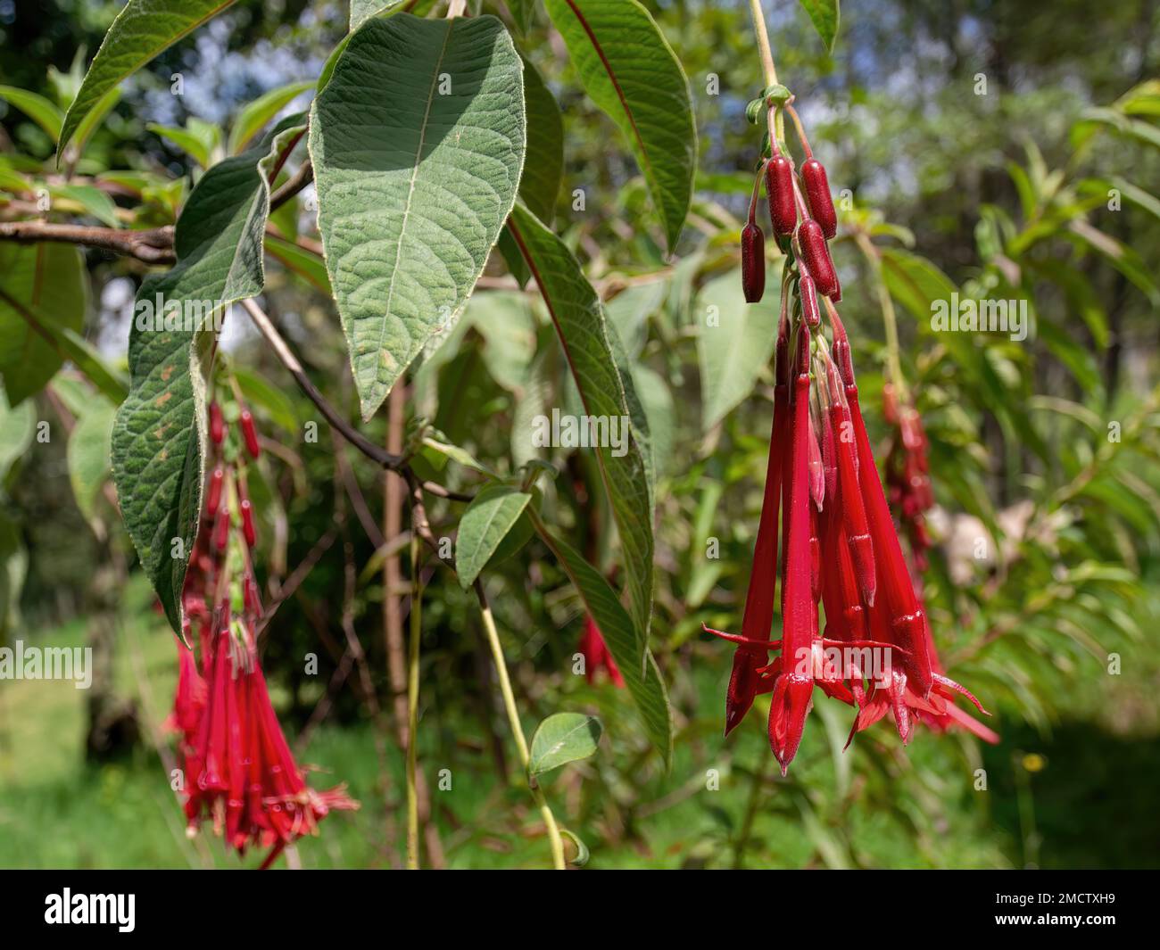 The hanging flowers, and some fruits, of the exotic fuchsia boliviana plant, captured in a forest near the town of Arcabuco in central Colombia. Stock Photo