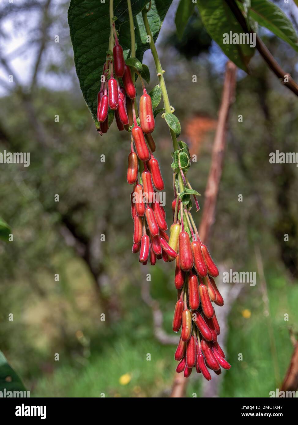 Close-up photography of the hanging  fruits of the exotic fuchsia boliviana plant, captured in a forest near the town of Arcabuco in central Colombia. Stock Photo