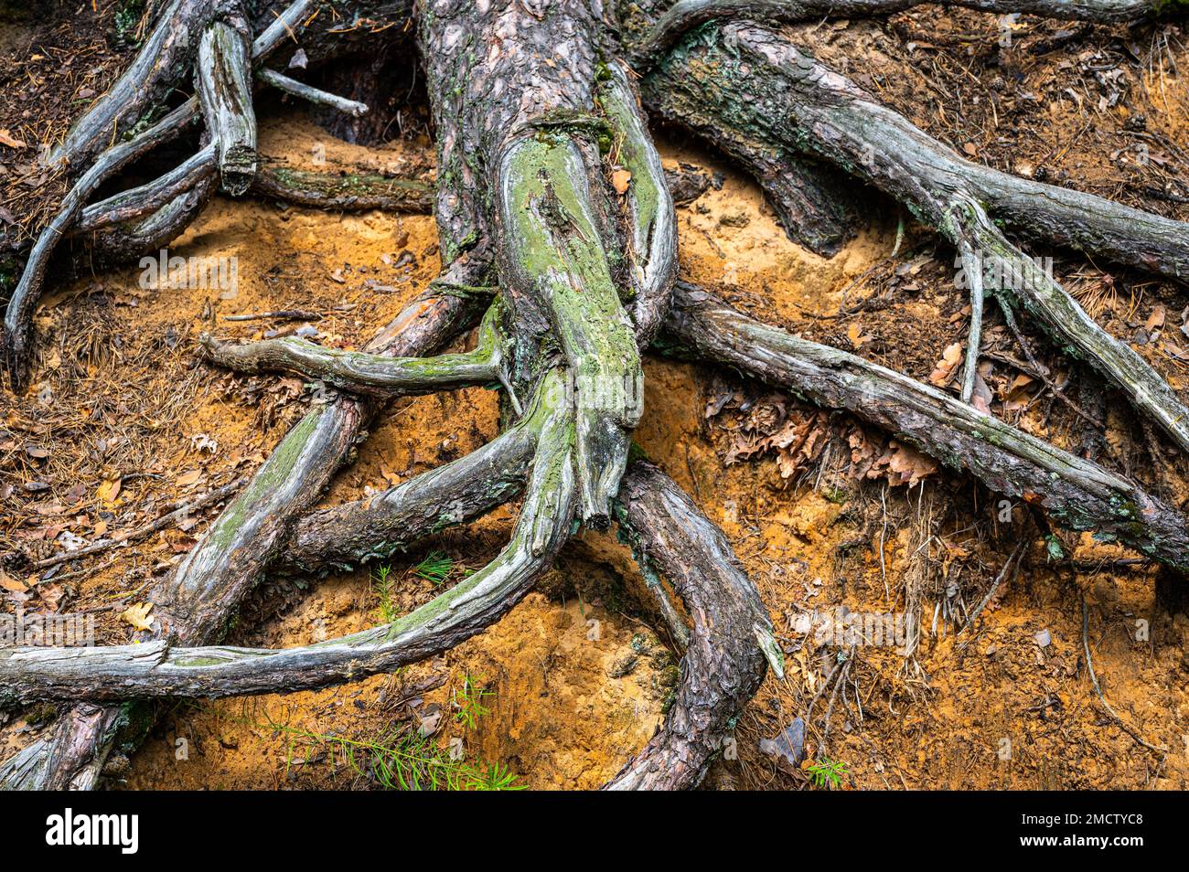 Curved Intertwined twisted partly dead roots of the pine tree growing ...