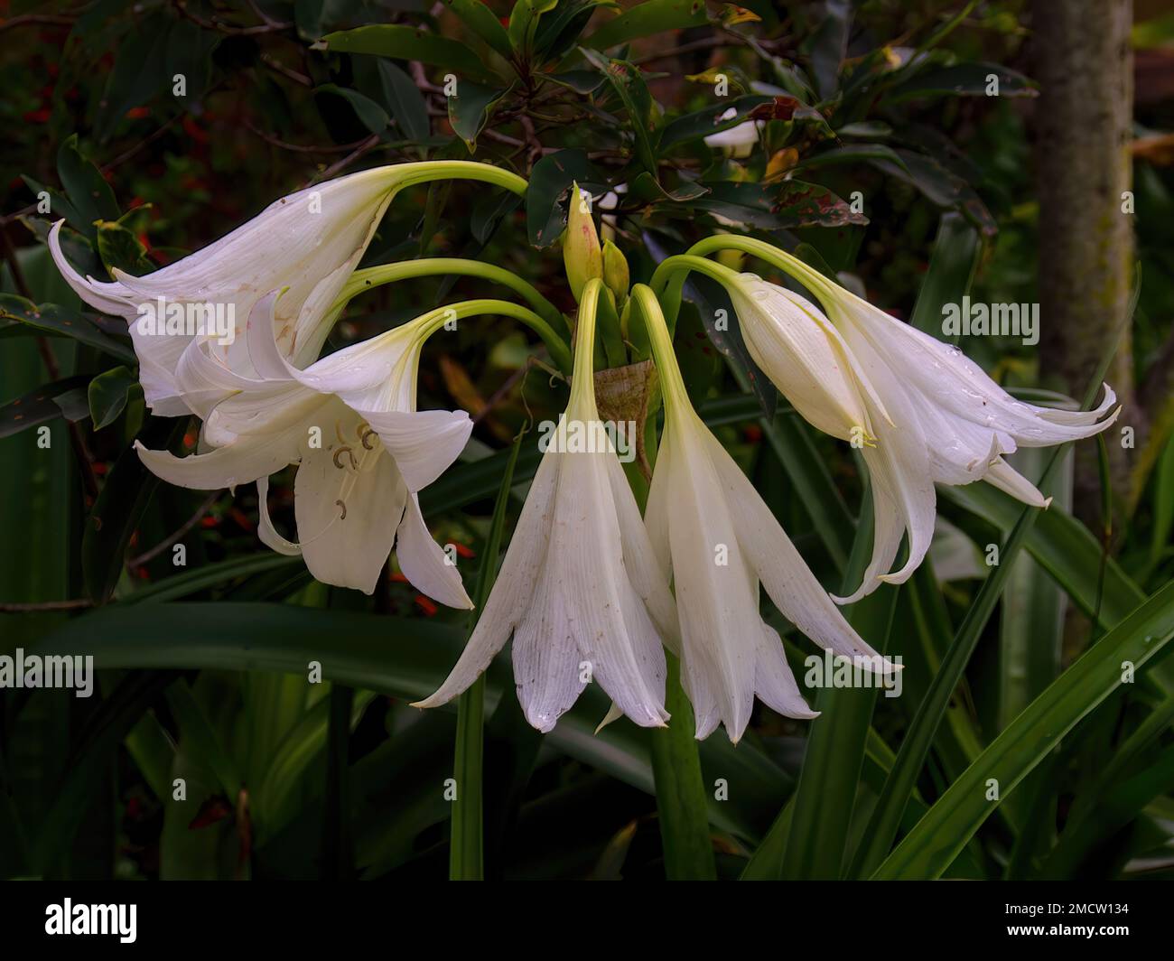 A bouquet of madonna lily flowers and buds. Photographed at a garden