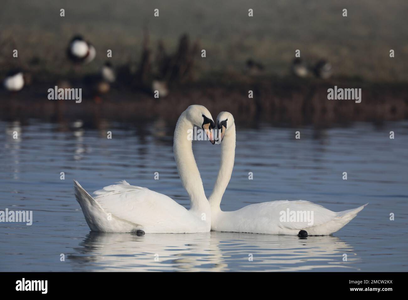 Mute swans heart shape Stock Photo