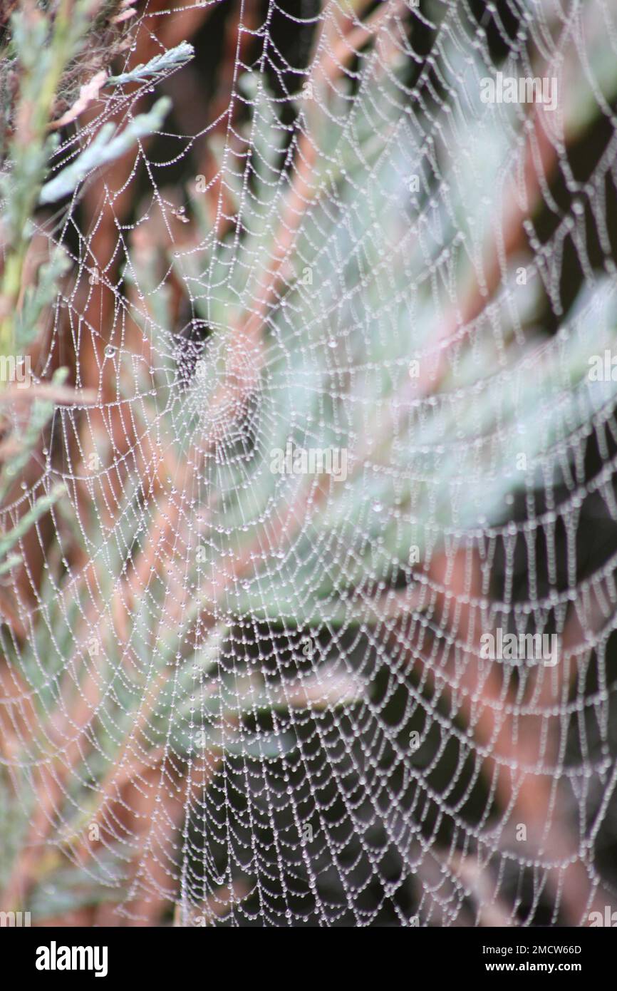 Cobweb on garden fir Tree Hook Norton Oxfordshire England uk Stock Photo
