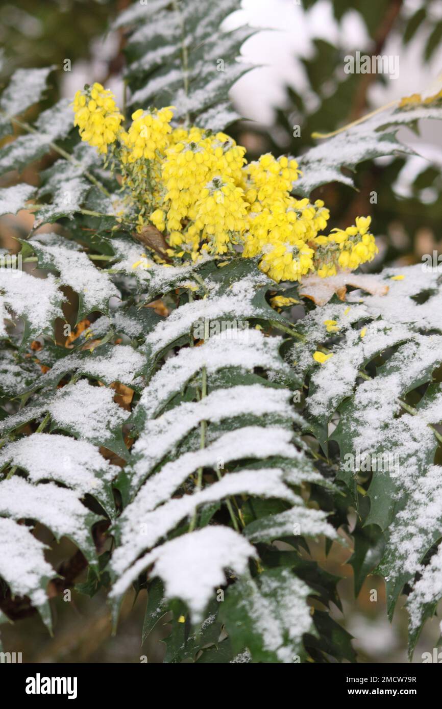 Berberis Plant with Snowfall in Winter Hook Norton Oxfordshire England uk Stock Photo