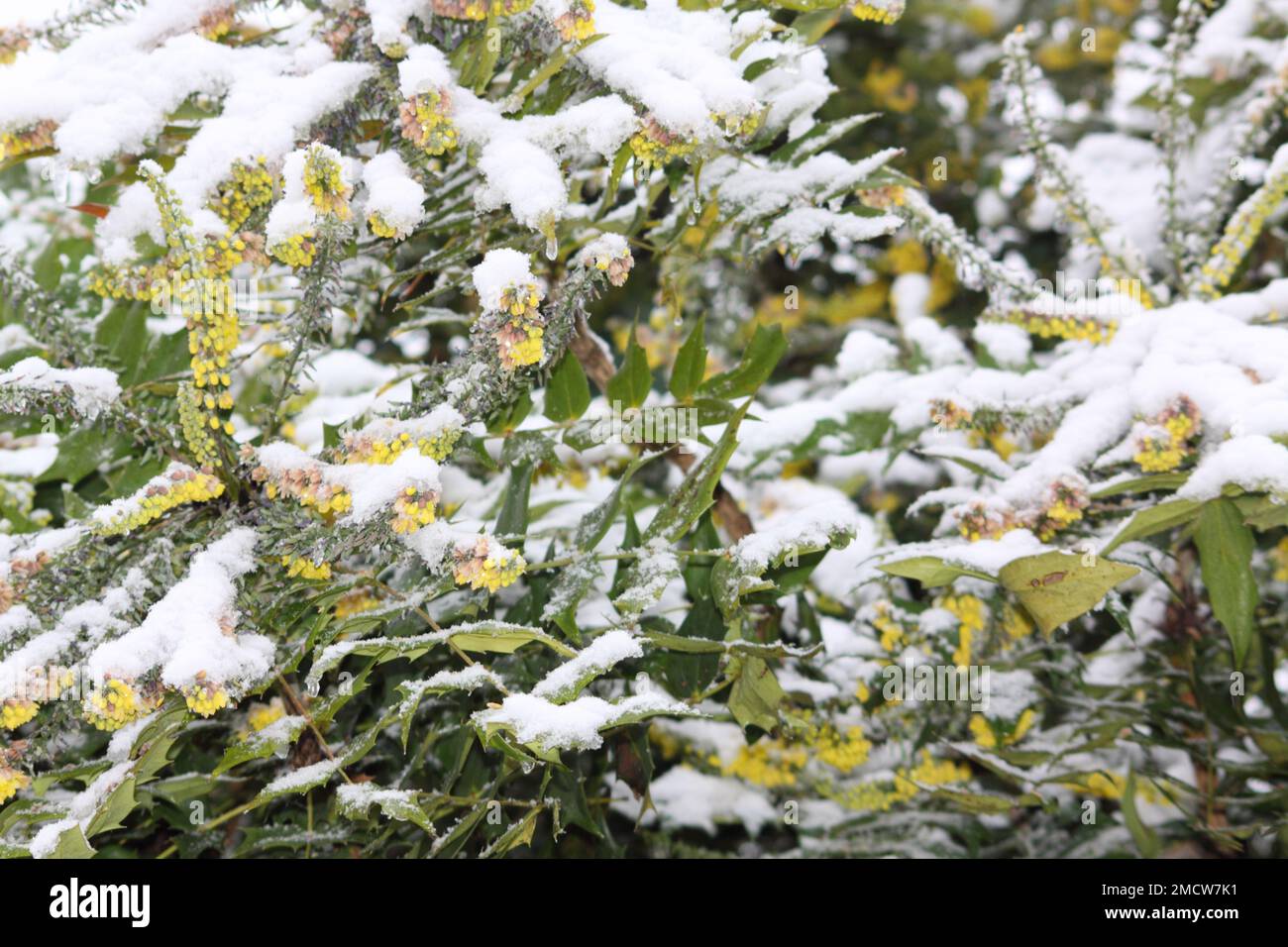 Berberis Plant with Snowfall in Winter Hook Norton Oxfordshire England uk Stock Photo