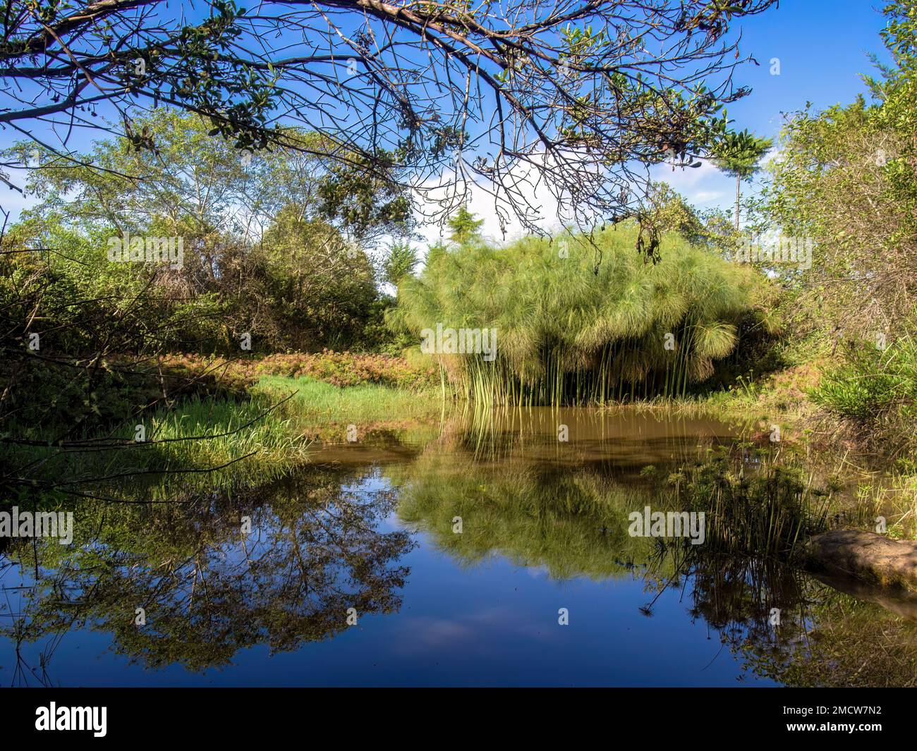 View of a pond with papyrus plants and some other native vegetation in the hours of the morning, in a farm  near the colonial town of Villa de Leyva i Stock Photo