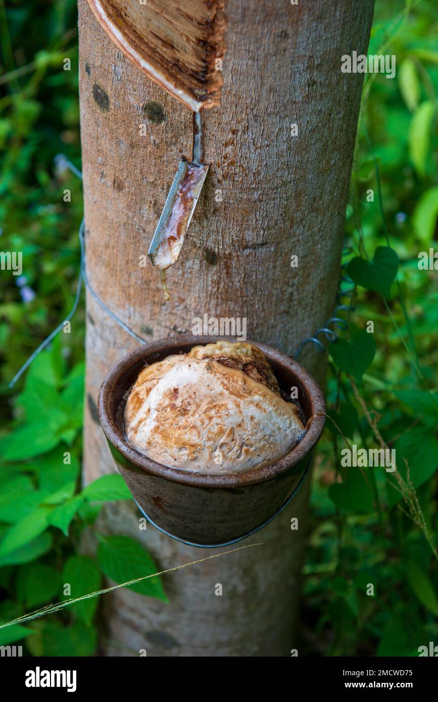 Rubber harvest, rubber tree, Ko Samui Island, Thailand Stock Photo Alamy