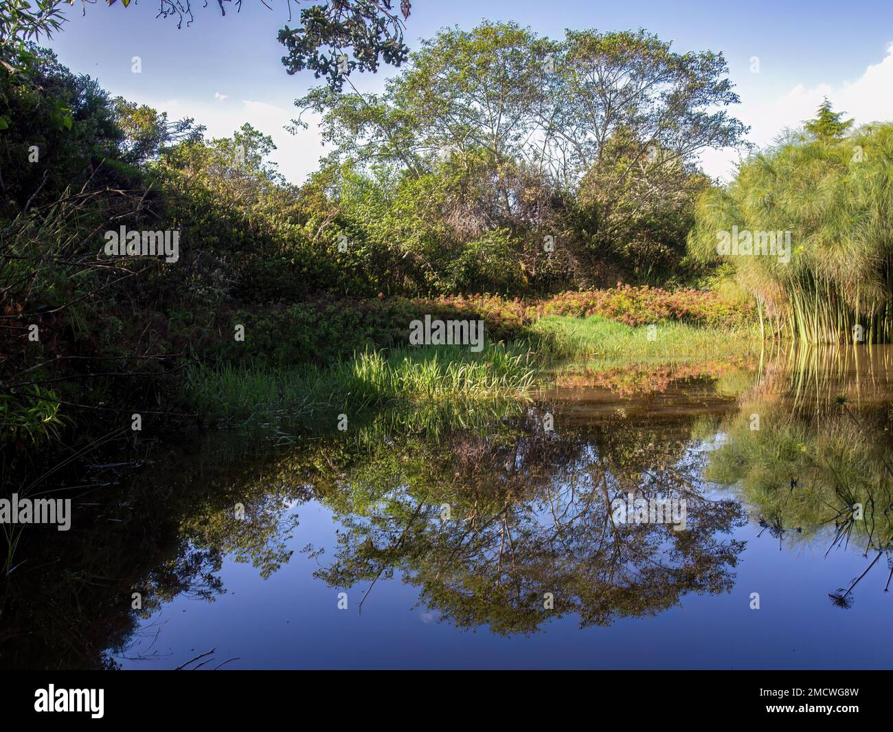 View of a pond with papyrus plants and some other native vegetation in the hours of the morning, in a farm  near the colonial town of Villa de Leyva i Stock Photo