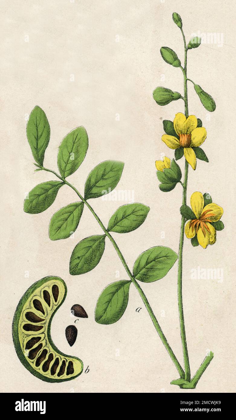 Senna obtusifolia Senna obtusifolia,  (botany book, 1879), Sennesblätterstrauch Stock Photo