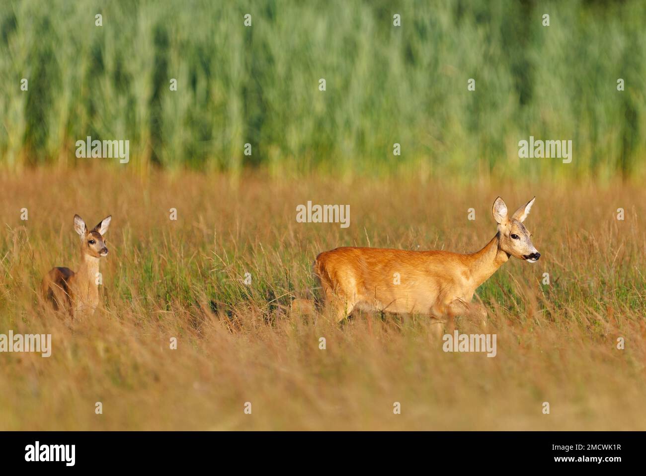 Roe deer (Capreolus capreolus) , standing on a meadow Stock Photo - Alamy