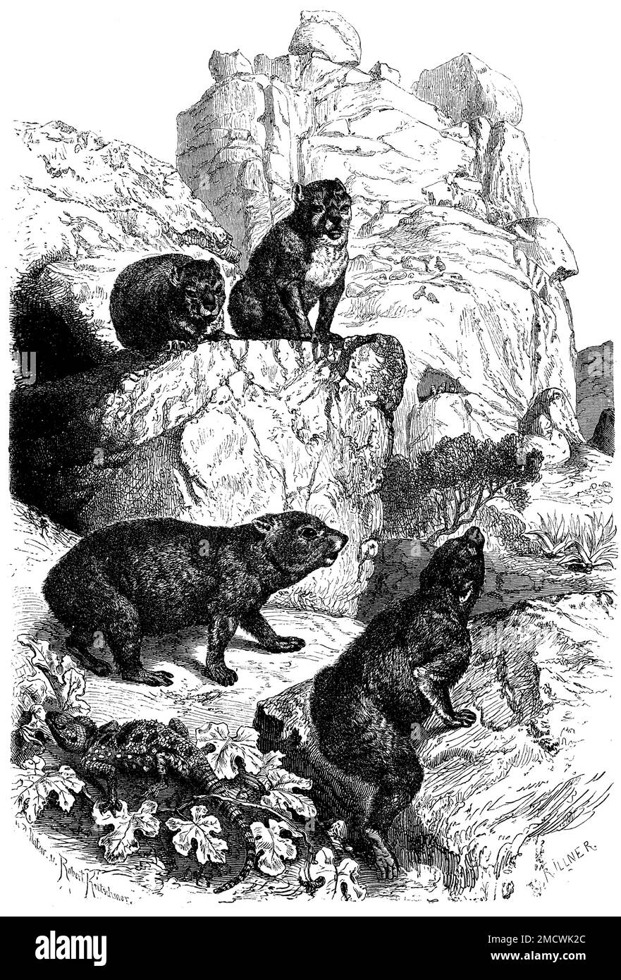 Cape hyrax, Procavia capensis, Robert Kretschmer und R. Illner (zoology