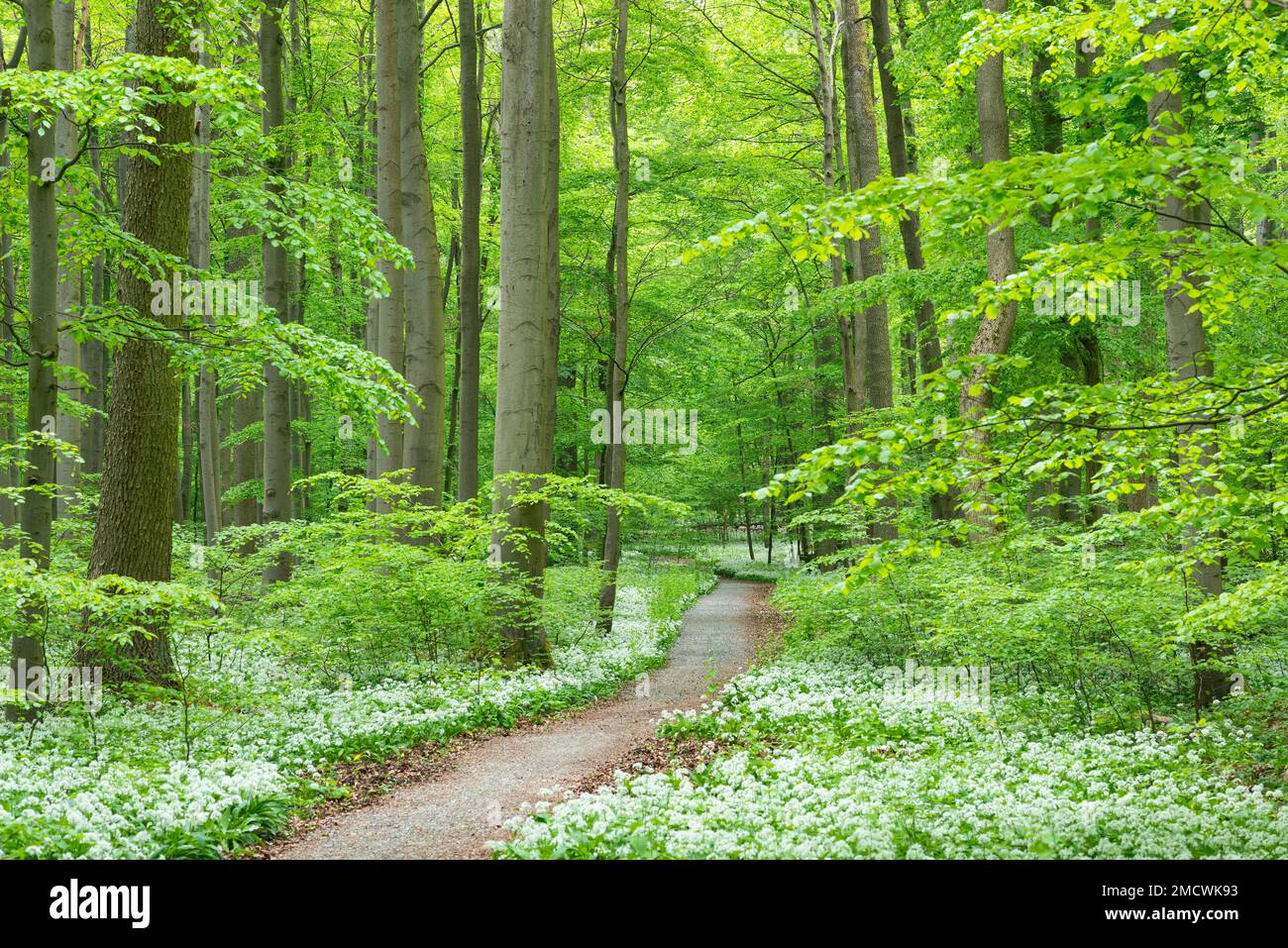 Path through deciduous forest with blooming wild garlic (Allium ursinum ...