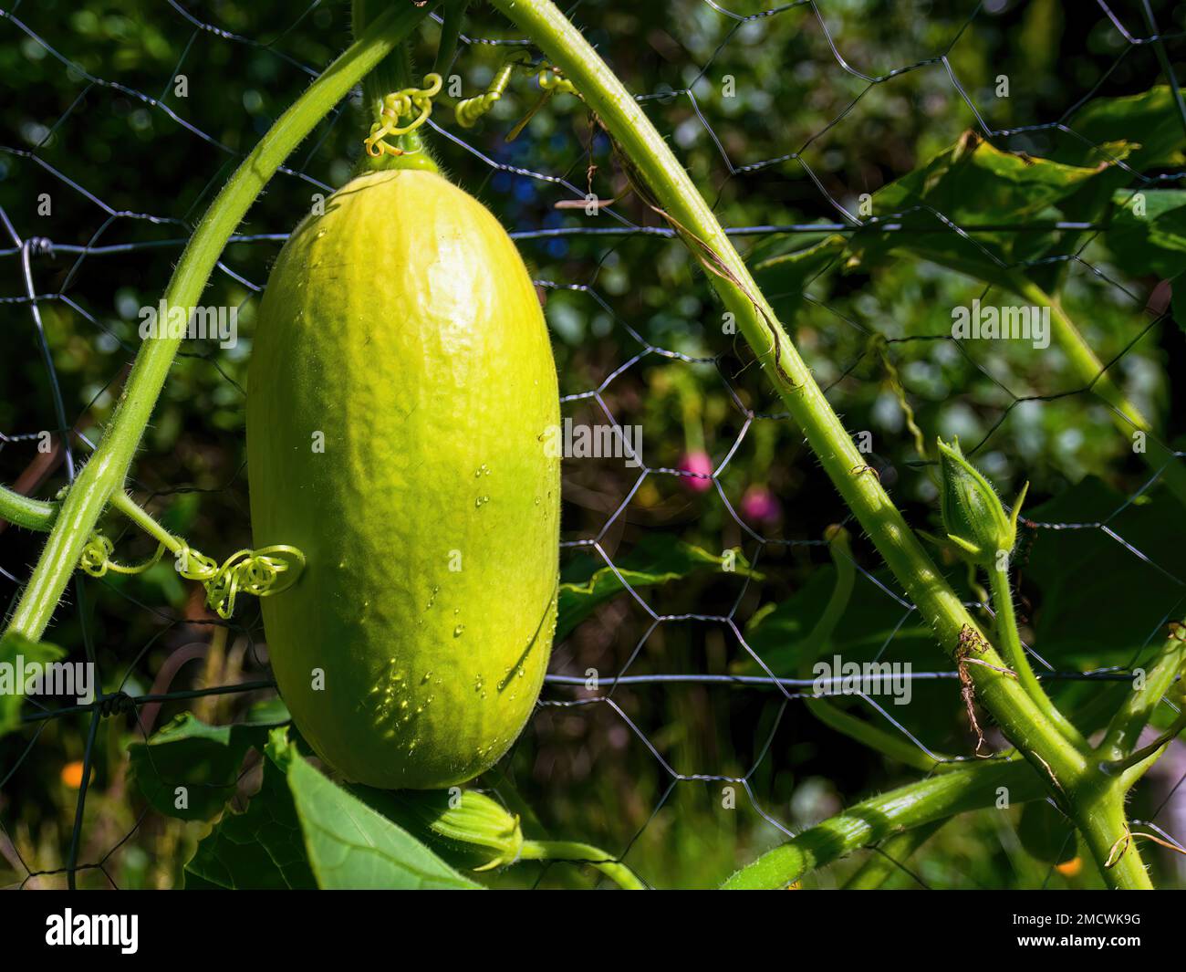 Closeup photography of a wax gourd with some rain drops on it, hanging