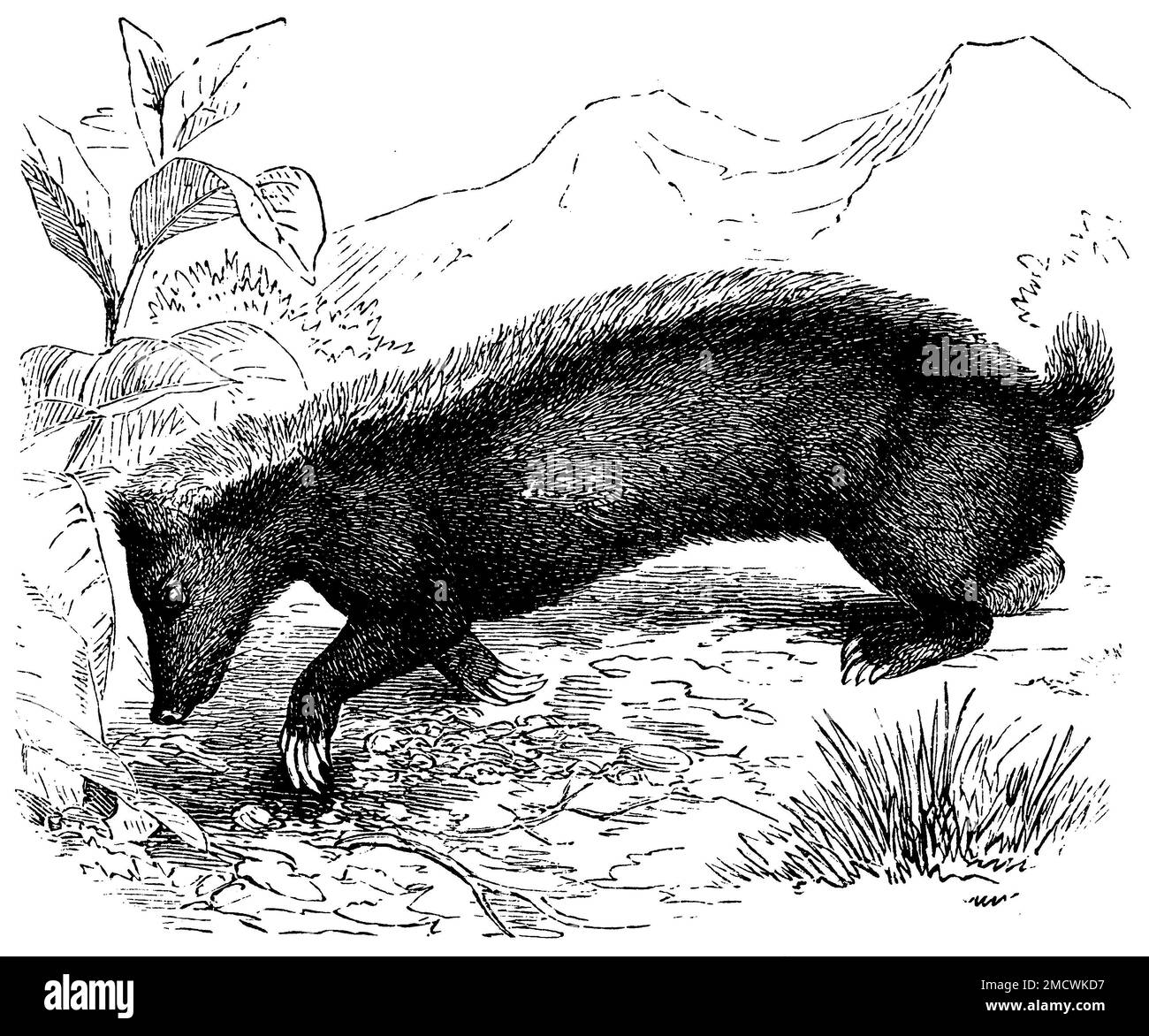 Sunda stink badger, Mydaus javanensis, (encyclopedia, 1893), Sunda