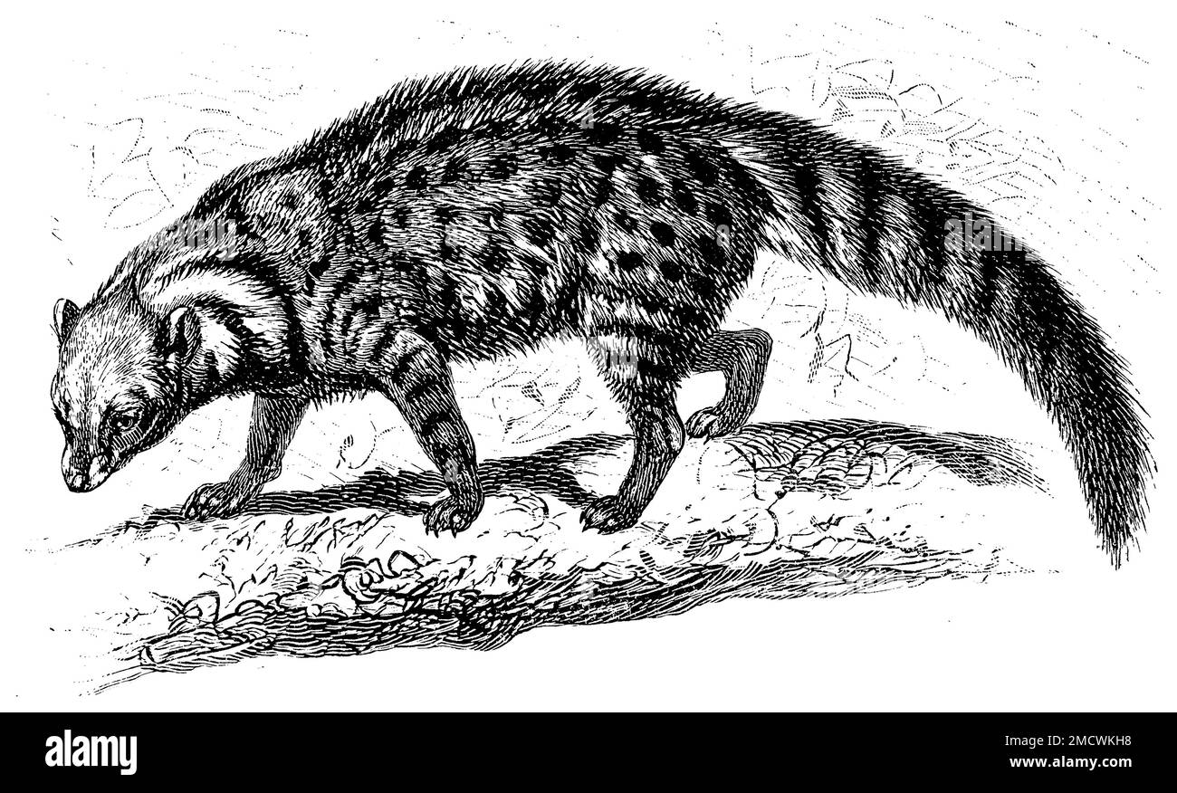 Civet Cut Out Stock Images & Pictures Alamy