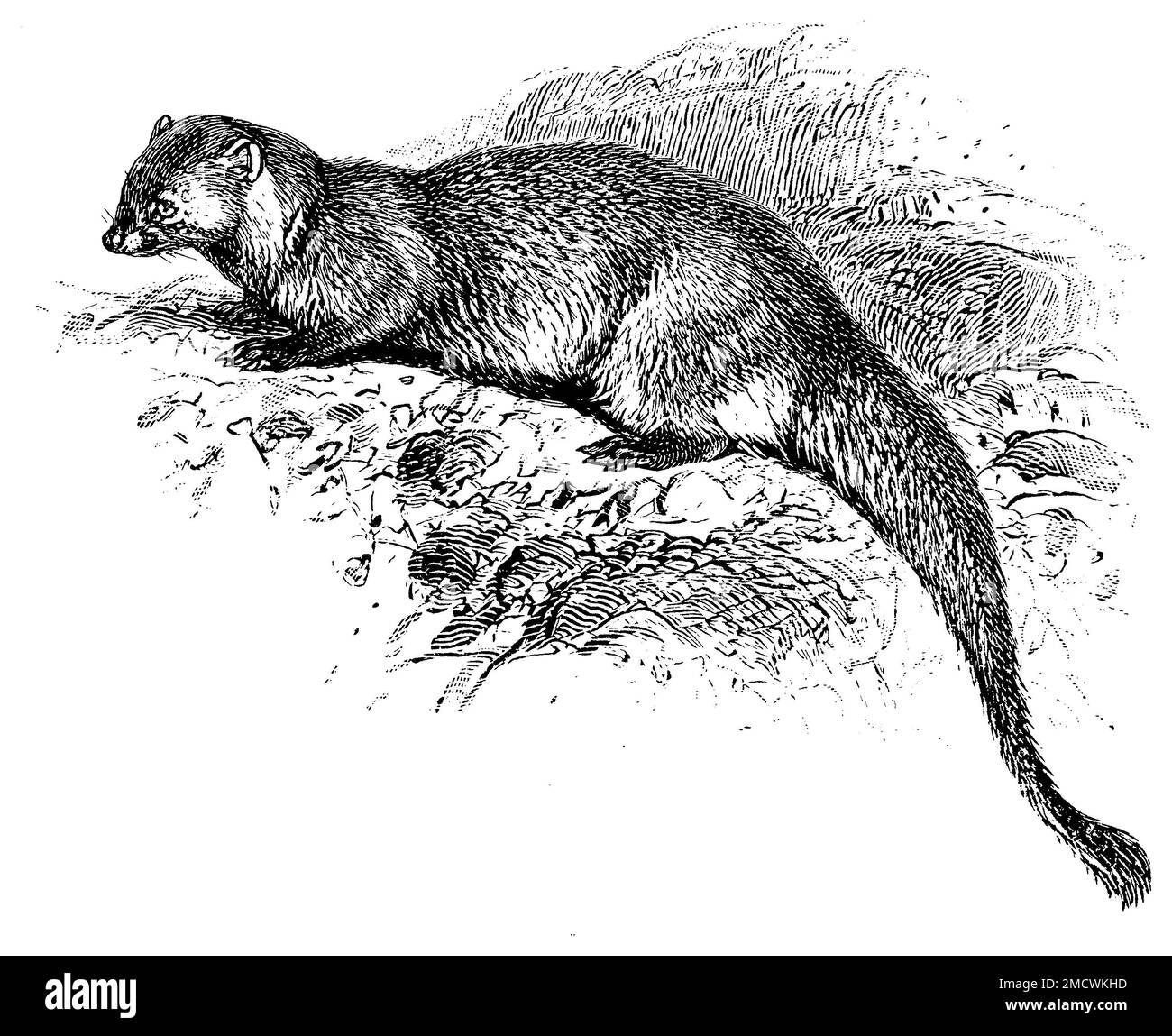 Grey mongoose Black and White Stock Photos & Images Alamy