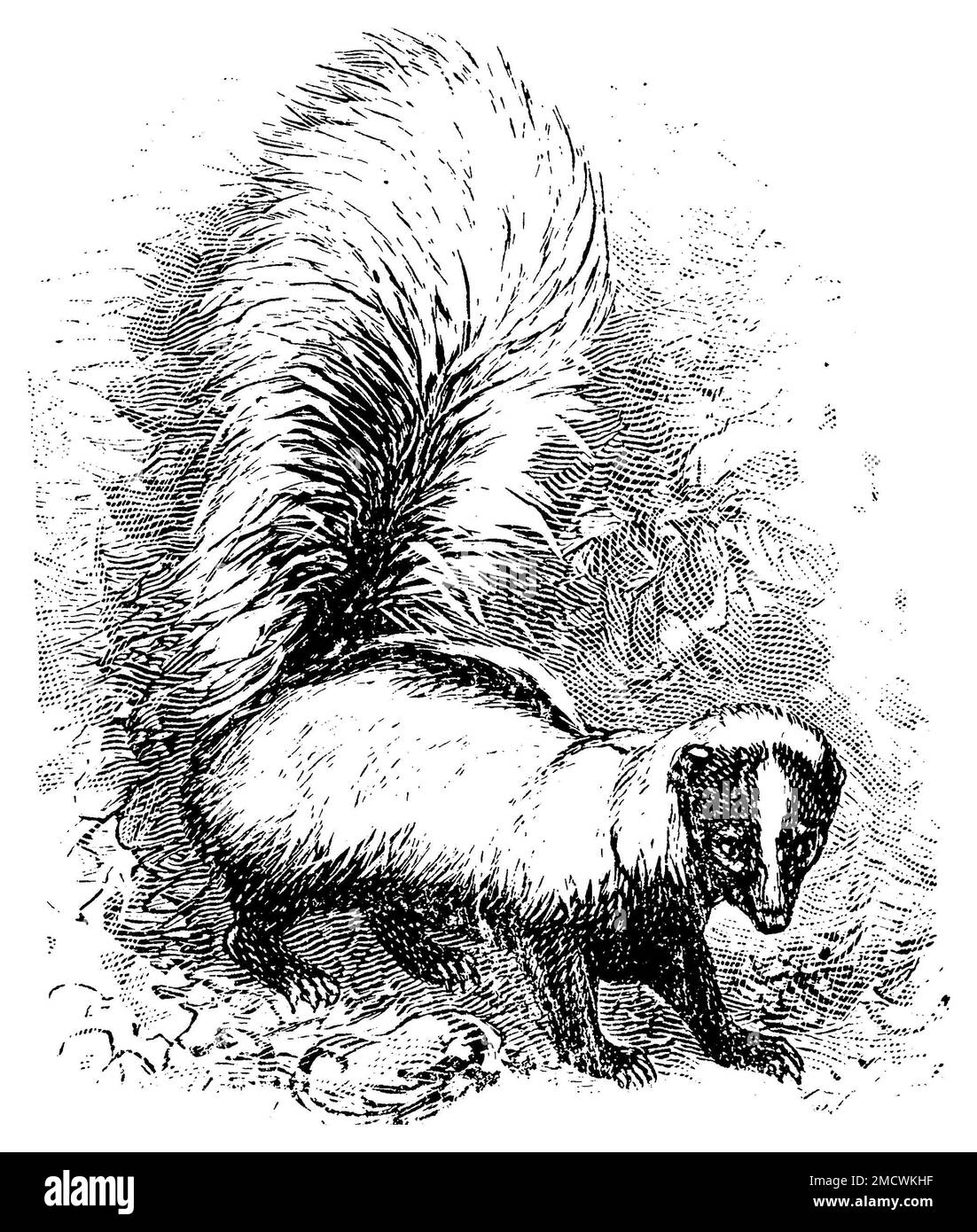 striped skunk, Mephitis mephitis, C. G. Specht (XA) (encyclopedia, 1893