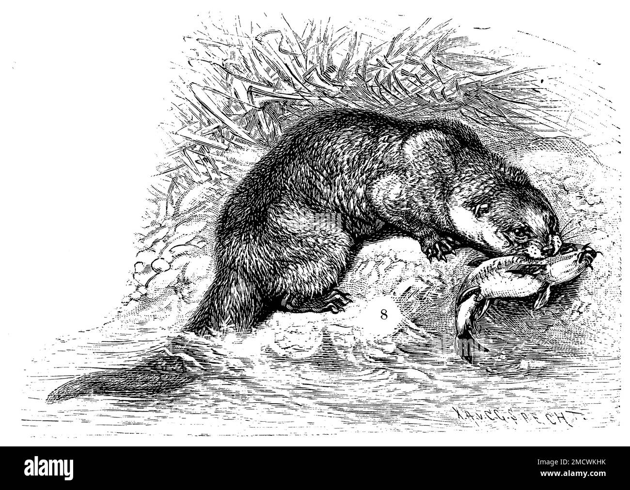 European Otter, Lutra lutra, C. G. Specht (XA) (encyclopedia, 1893