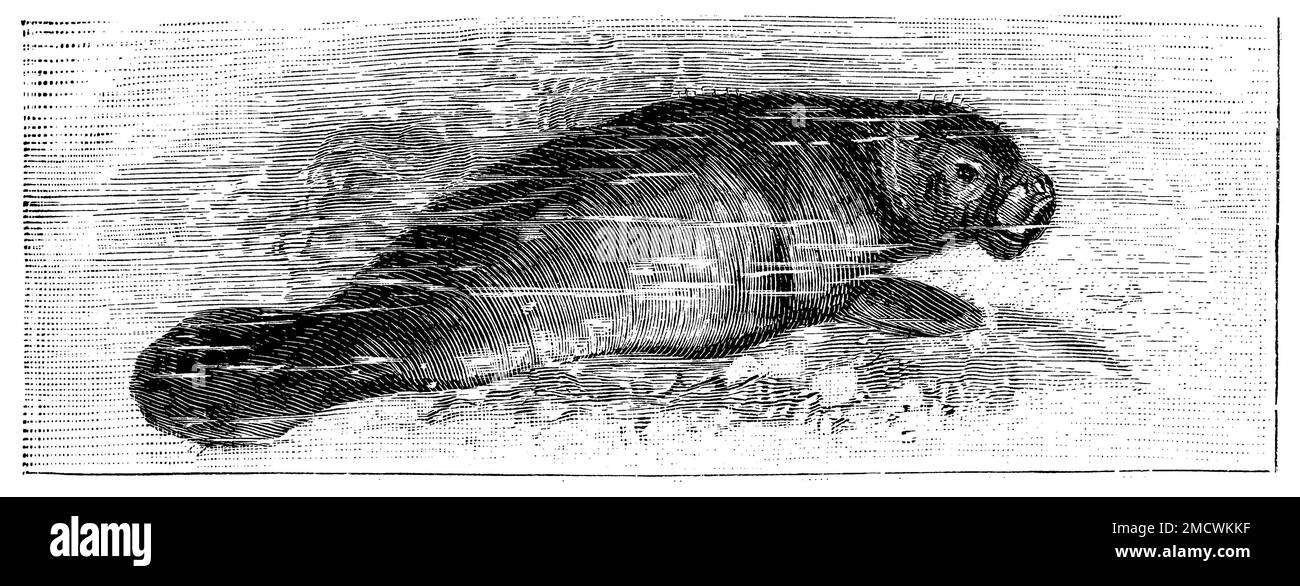 West Indian manatee, Trichechus manatus, Specht, Friedrich (encyclopedia, 1893), Karibik-Manati, Lamantin Stock Photo