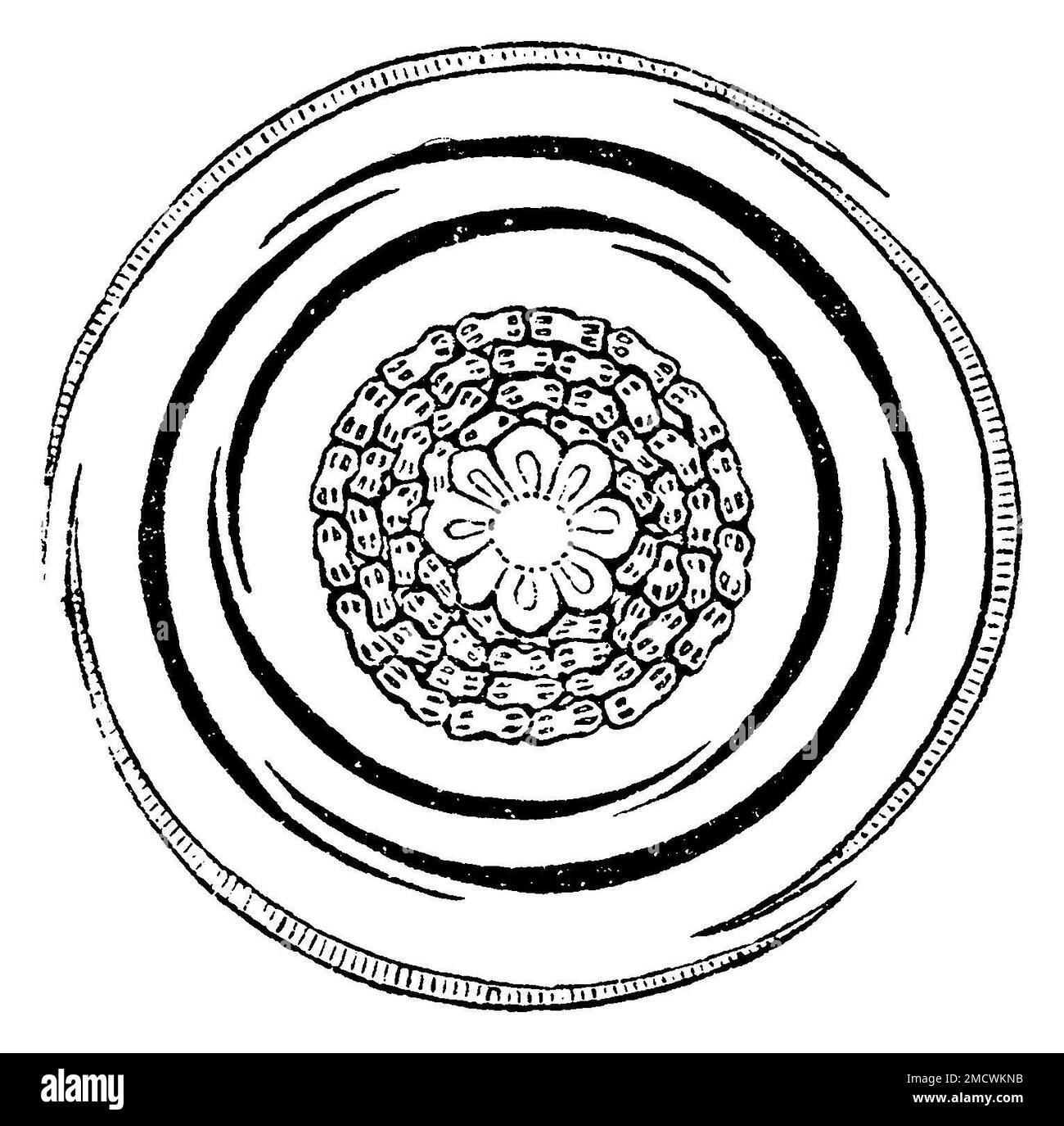 purple magnolia, flower diagram, Magnolia liliiflora, anonym
