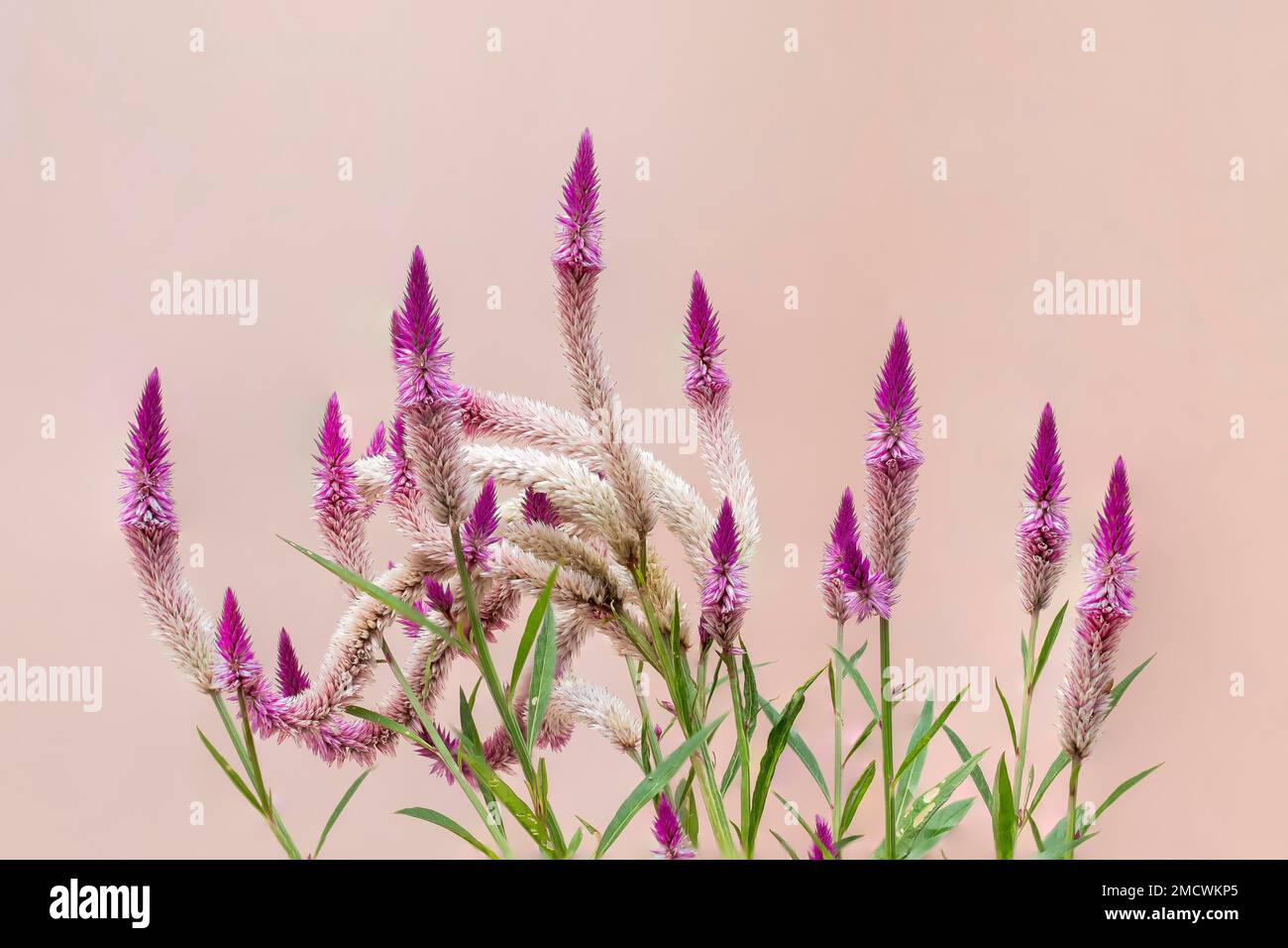 is a cosmopolitan genus of annual or short-lived perennial plants collectively known as amaranths (Amaranthus) Stock Photo