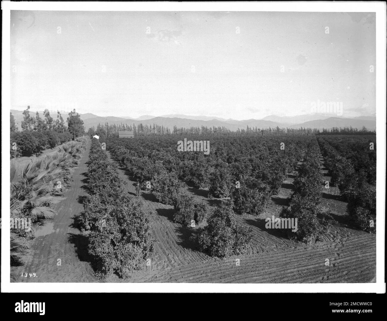 Photograph of large orange grove in southern California Stock Photo Alamy