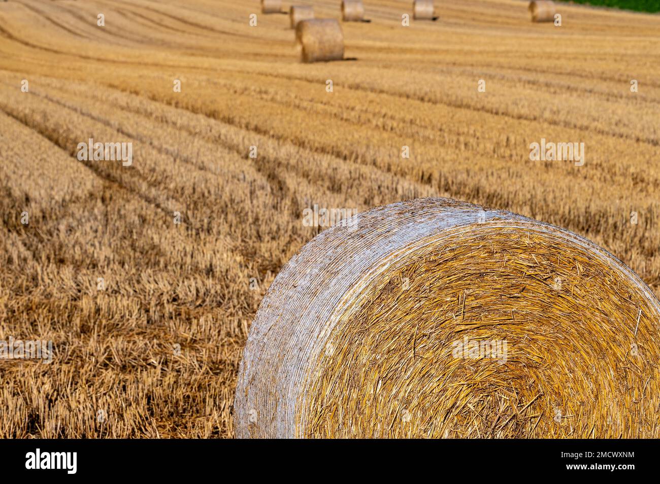 Wide view over a wheat field in summer Straw bales Stock Photo - Alamy