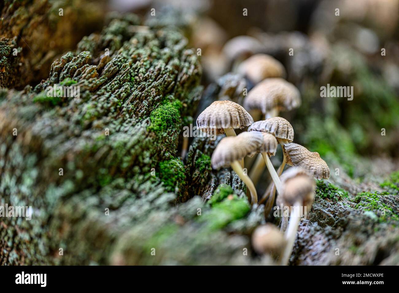 Small mushrooms grow on a dead tree trunk Stock Photo - Alamy