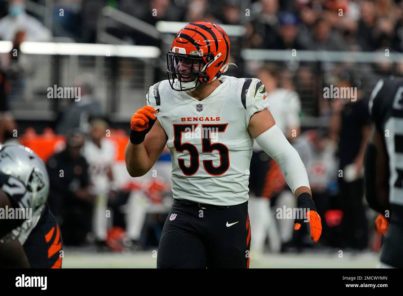 Cincinnati Bengals linebacker Logan Wilson (55) during an NFL football game  against the Las Vegas Raiders, Sunday, Nov. 21, 2021, in Las Vegas. (AP  Photo/Rick Scuteri Stock Photo - Alamy