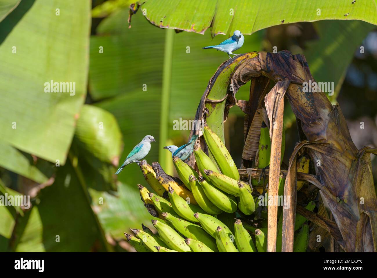 Blue Tanager (Tangara episcopus) sitting on banana (Musa) tree, Pichincha Province, Ecuador Stock Photo