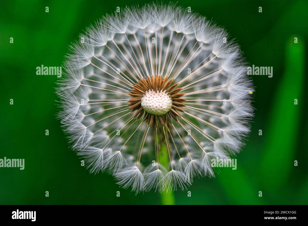 Dandelion (Taraxacum) Umbrella, Dandelion Stock Photo