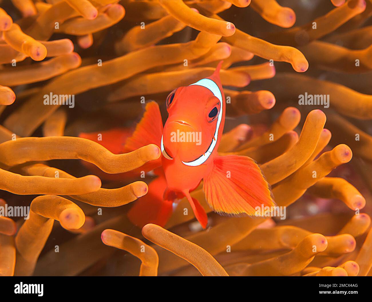 SSpinecheek Anemonefish or Maroon Clownfish among tentacles of an anemone on Bali Stock Photo