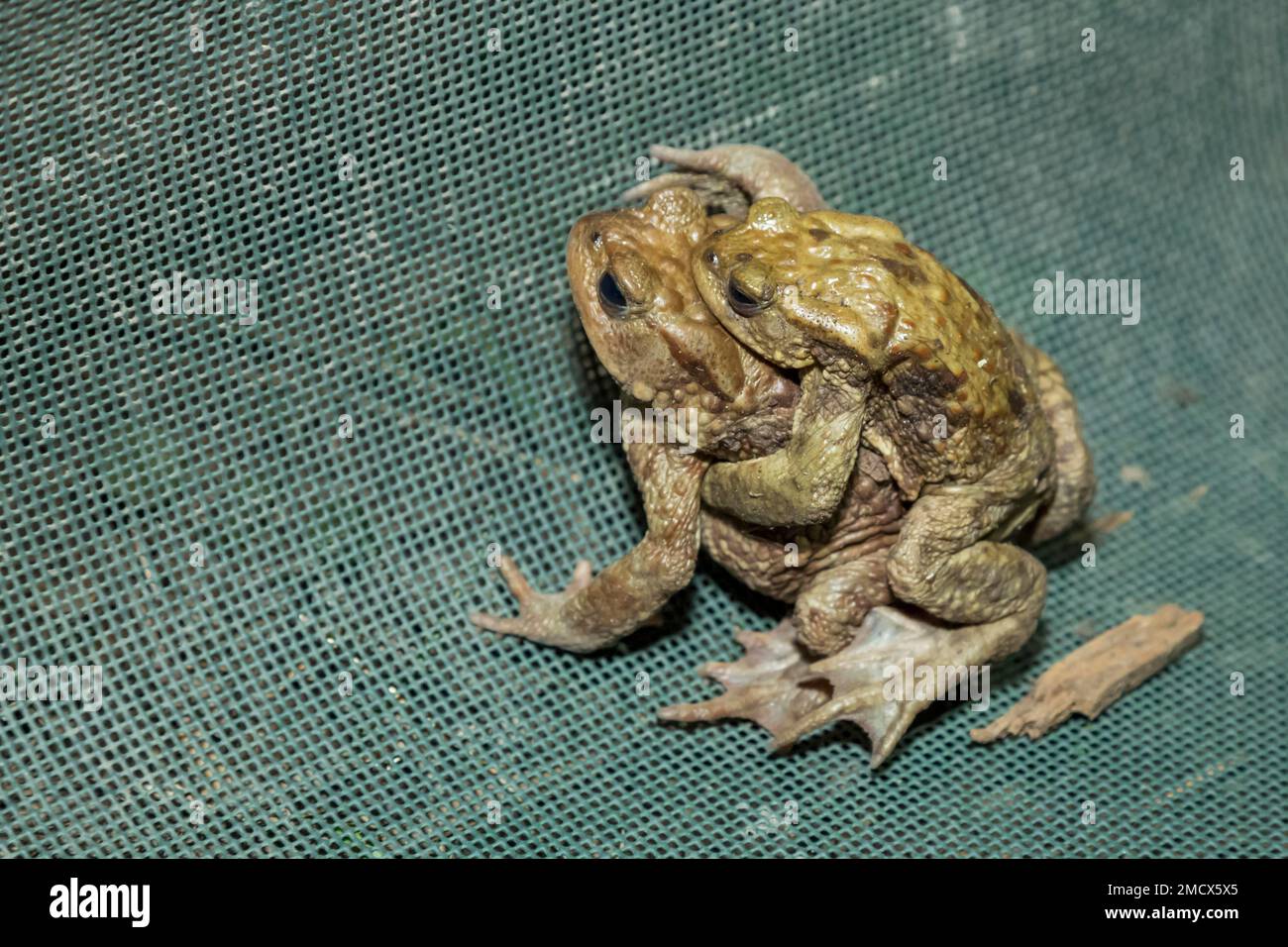 Common toads (Bufo bufo), common toad migration at the Kela pond near Limsenegg in Ruggell, Liechtenstein Stock Photo