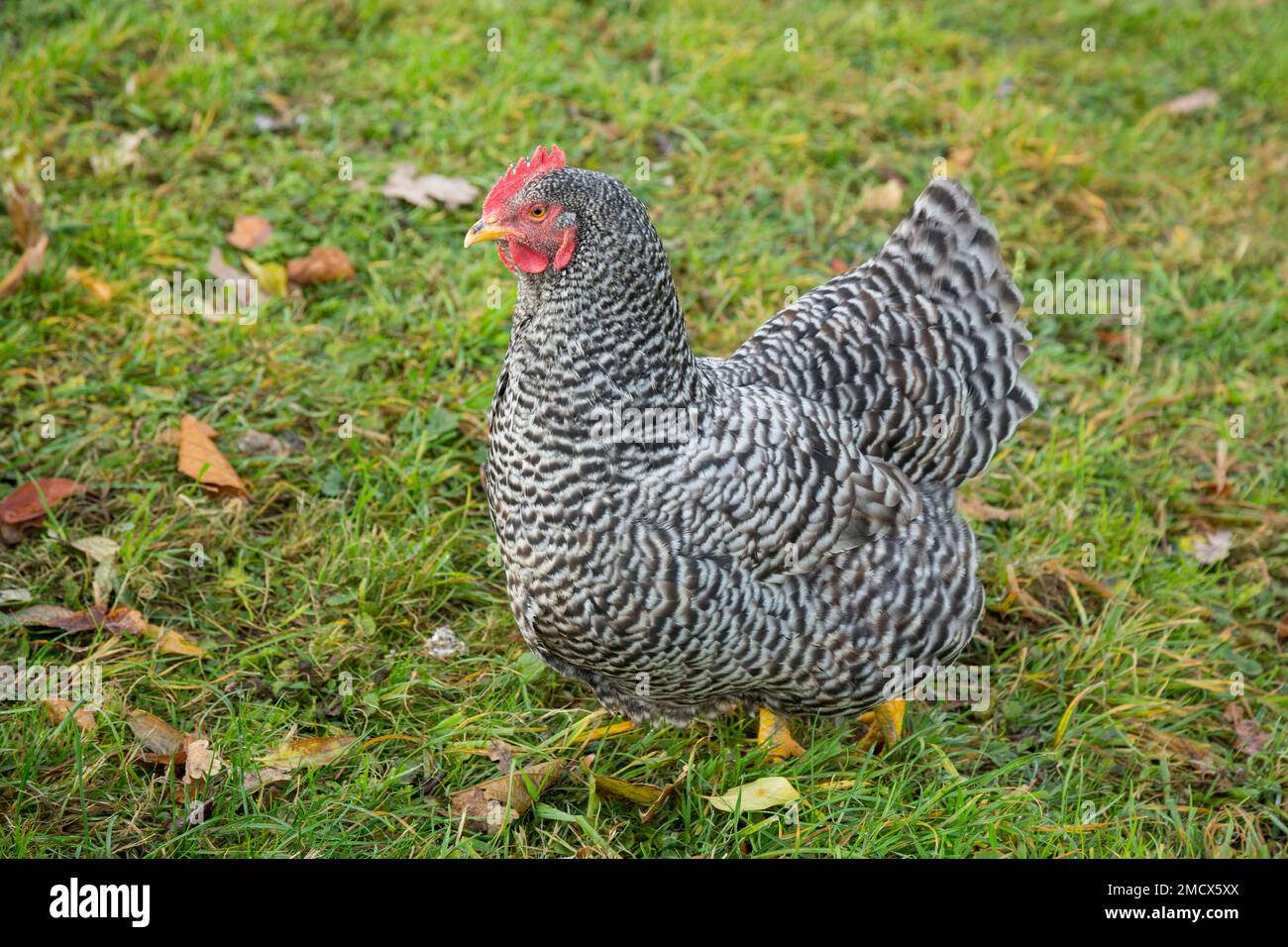 Chicken, domestic animal, farm animal, Gamprin, Rhine Valley, Liechtenstein Stock Photo