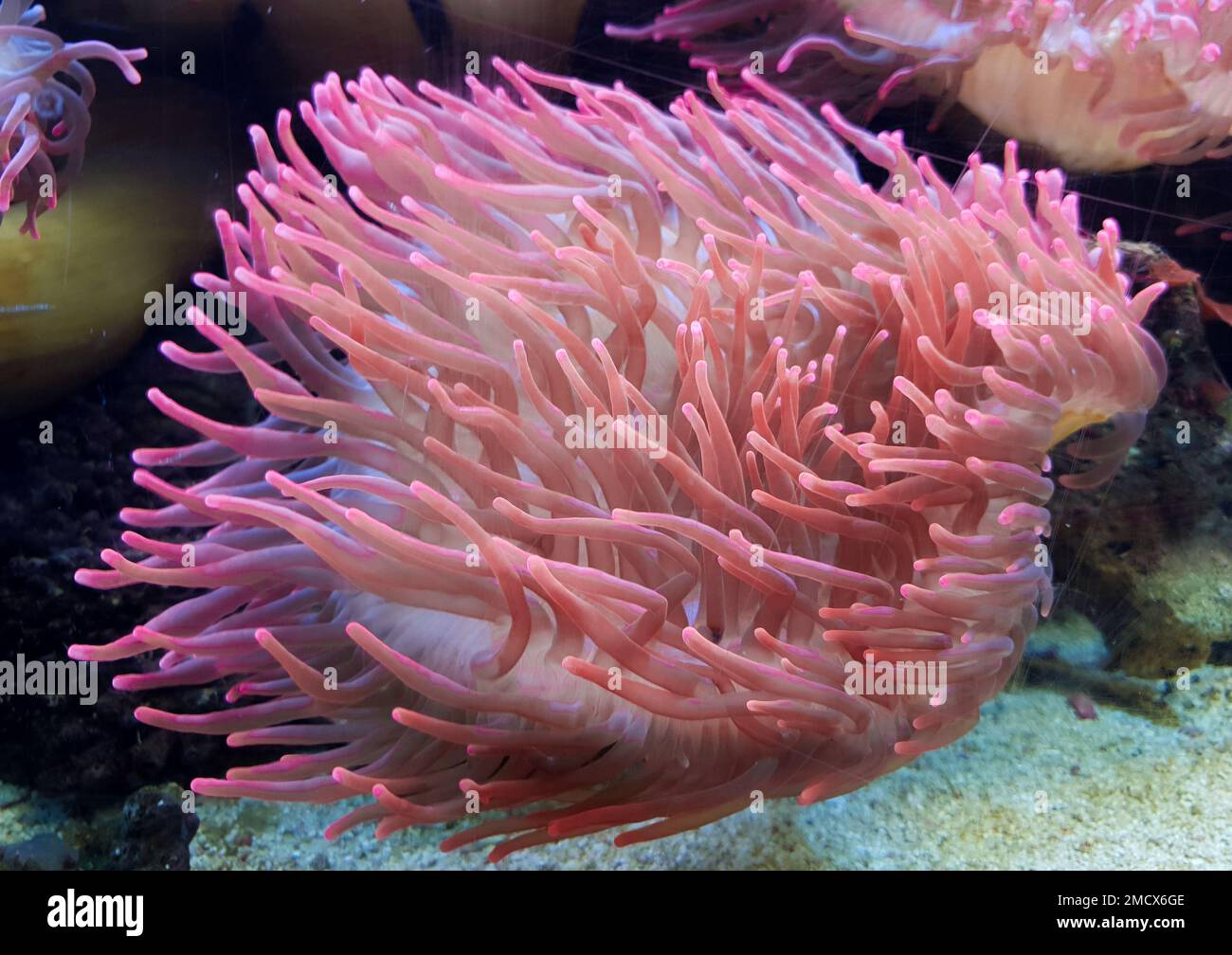 underwater image of an Actiniaria - Sea Anemone, pin Stock Photo