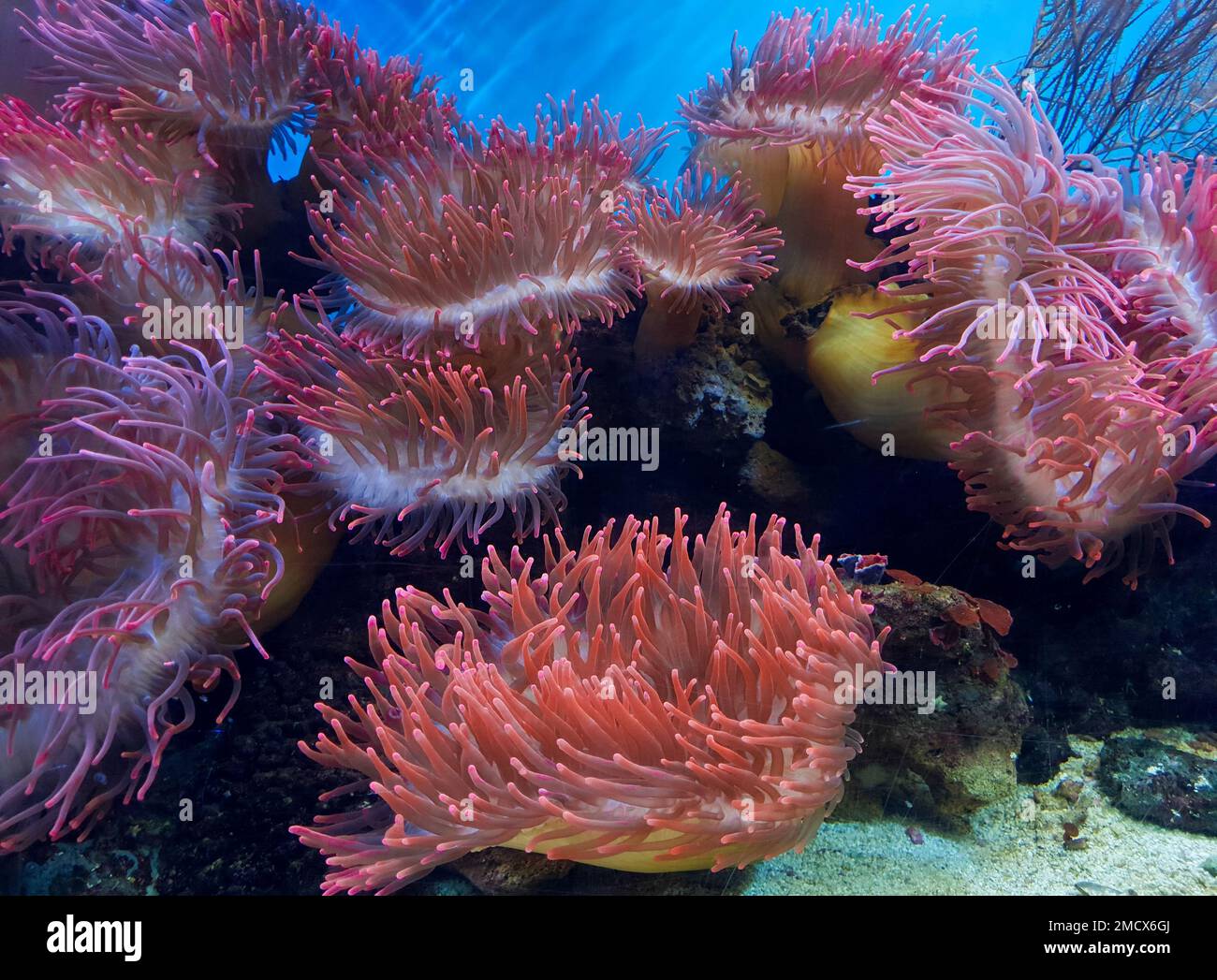 underwater image of an Actiniaria - Sea Anemone, pin Stock Photo
