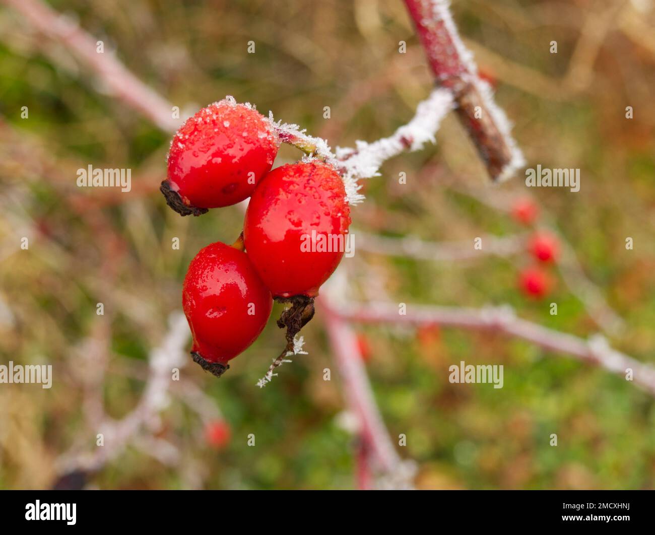 hoar frost on rose hips Stock Photo - Alamy