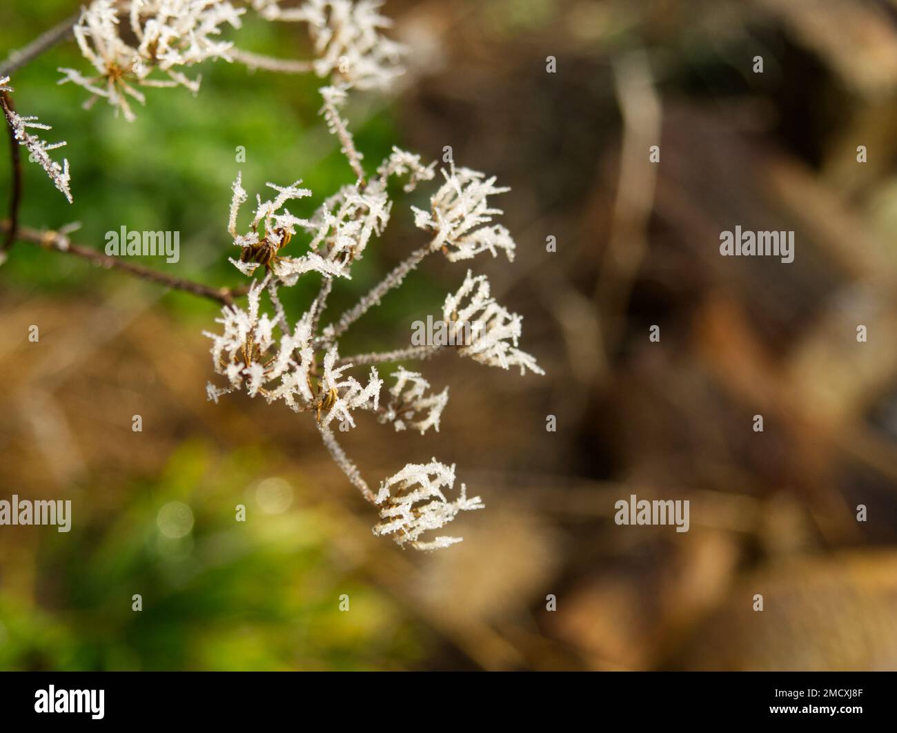 hoar frost on fennel seed heads Stock Photo