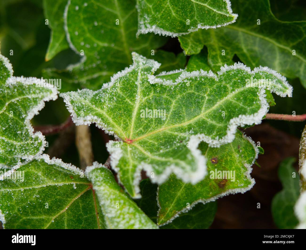 Ivy leaves outlined with hoar frost Stock Photo