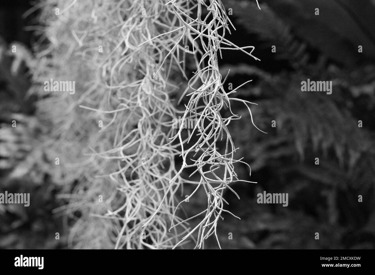 Locks of natural Spanish moss hanging in the jungle in a black and