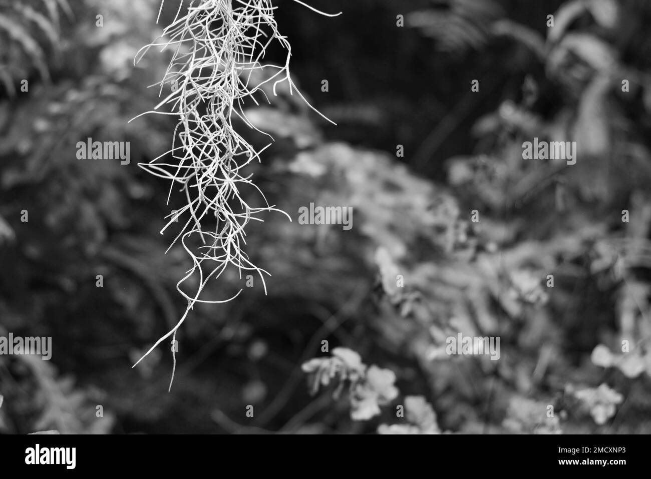 Locks of natural Spanish moss hanging in the jungle in a black and